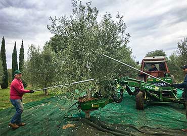 huile d'olive waterloo