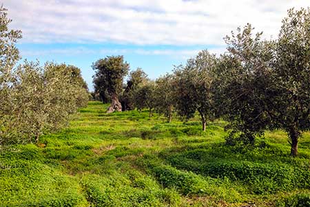huile olive italie