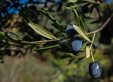 Huile d’Olive Bio des Pouilles : l’Or Vert